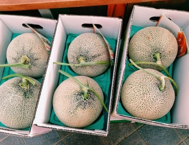 THÙNG CARTON DƯA LƯỚI