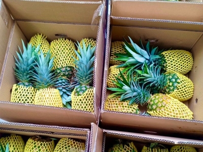 Sản Xuất Thùng Khay Đựng Dứa Xuất Khẩu Chuẩn Quốc Tế | Bao Bì Toàn Cầu