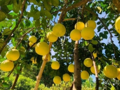 Vụ mùa và thị trường xuất khẩu tiềm năng trái bưởi