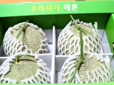 IN THÙNG DƯA LƯỚI XUẤT KHẨU