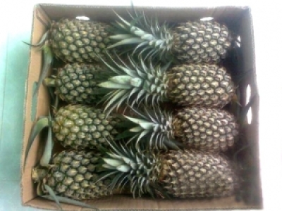 IN THÙNG CARTON ĐỰNG DỨA XUẤT KHẨU