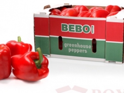 IN THÙNG CARTON ĐỰNG ỚT XUẤT KHẨU