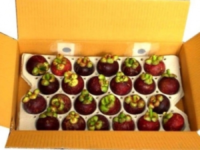 IN THÙNG CARTON ĐỰNG MĂNG CỤT