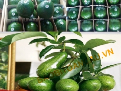 ĐỊA CHỈ MUA HỘP ĐỰNG TRÁI CÂY CHẤT LƯỢNG