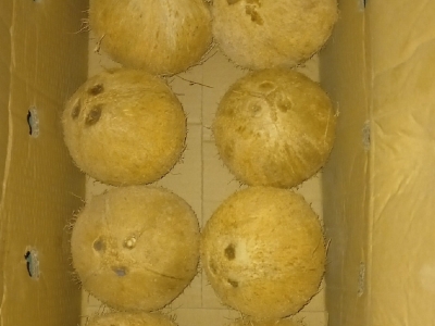 In bao bì cuối năm 2020